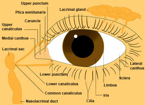 plica semilunaris swollen