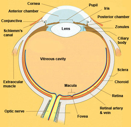 Eye in Cross Section : Anatomy : The Eyes Have It